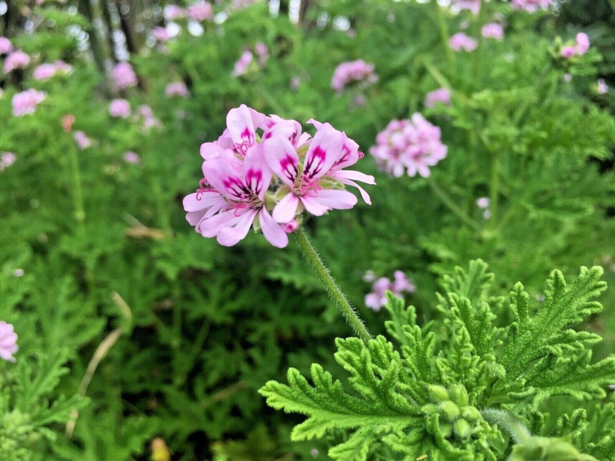 Pelargonium Roseum