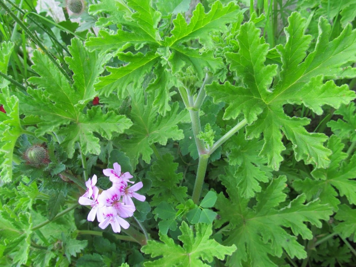 Пеларгония Citronella