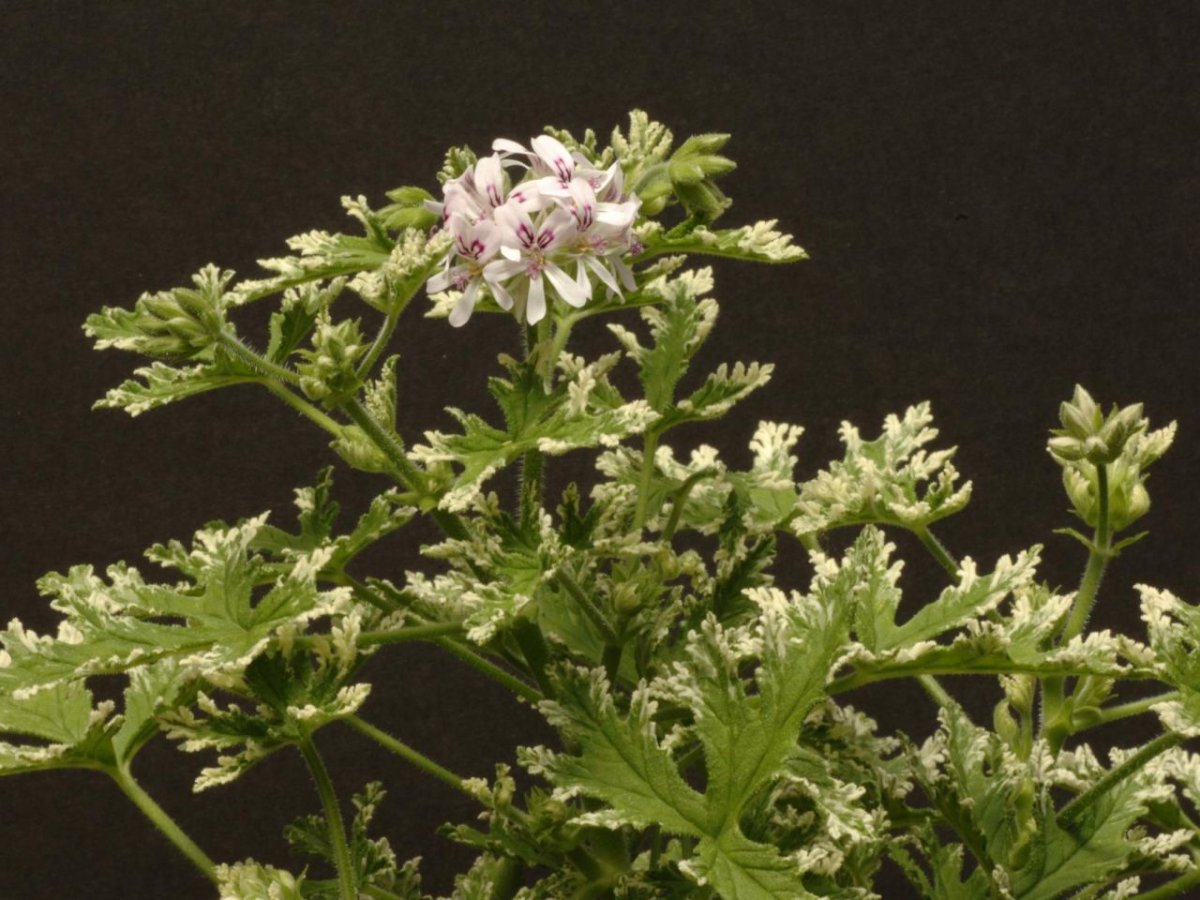 Fragrant Frosty пеларгония