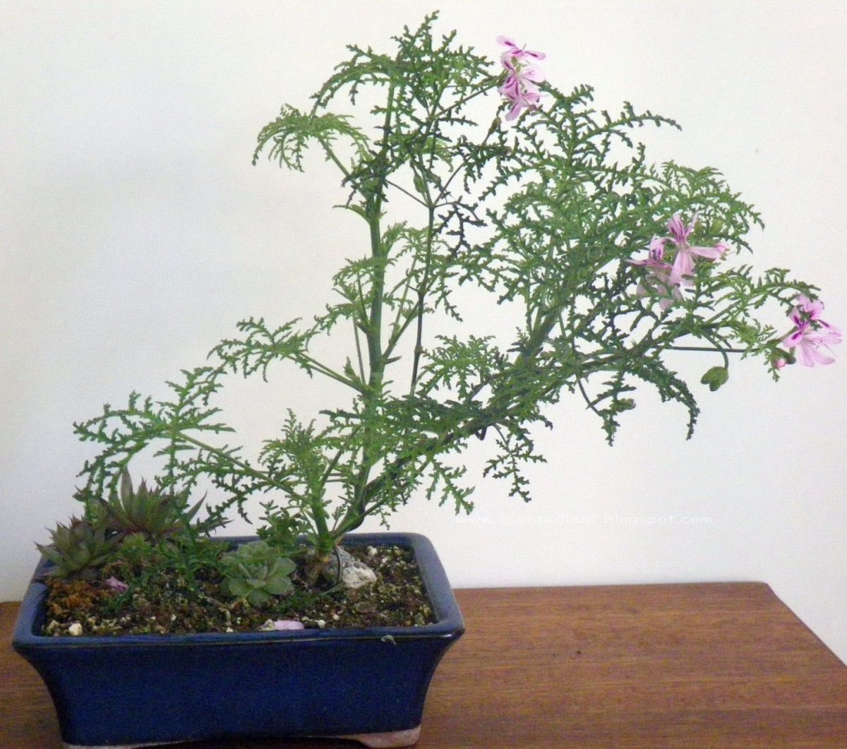 Душистая пеларгония Filicifolium