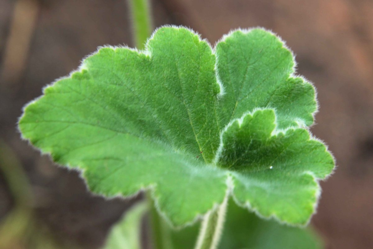 Пеларгония душистая tomentosum