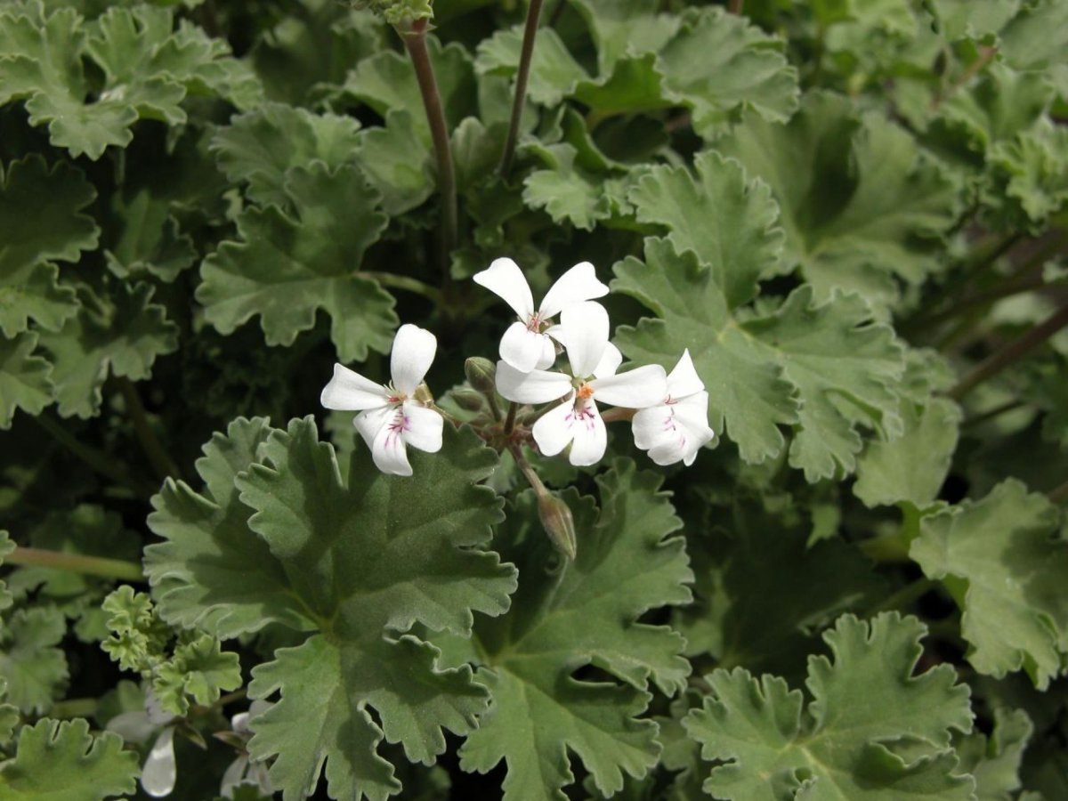 Пеларгония fragrans Pine