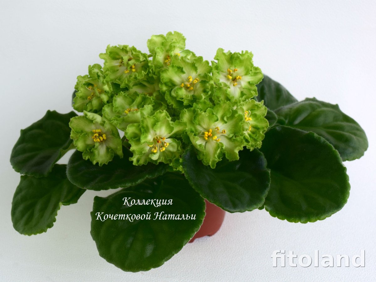 Ле зеленая Кракозябра