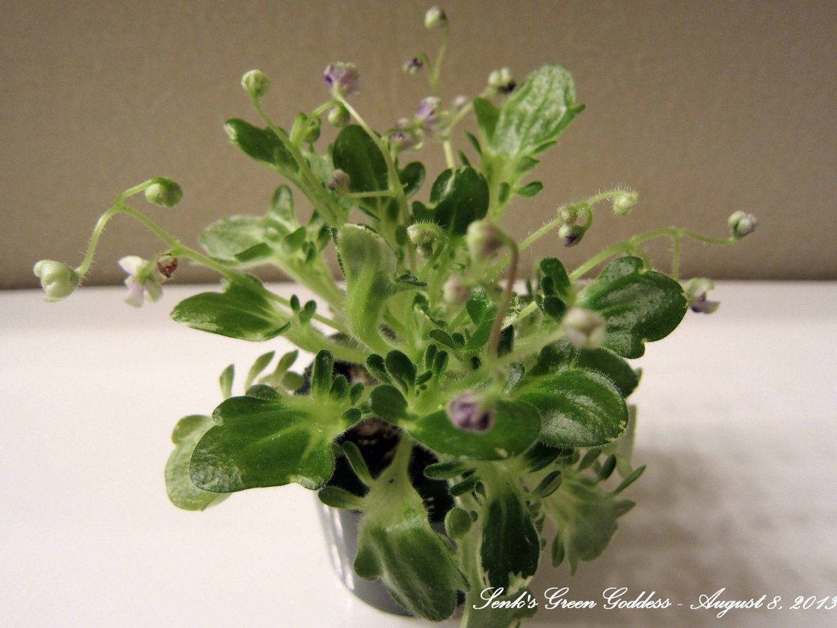 Senk's Green Goddess фиалка
