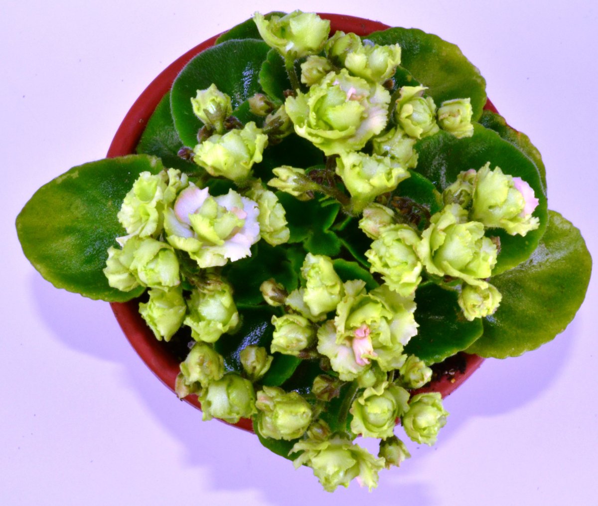 Фиалка Irish Green