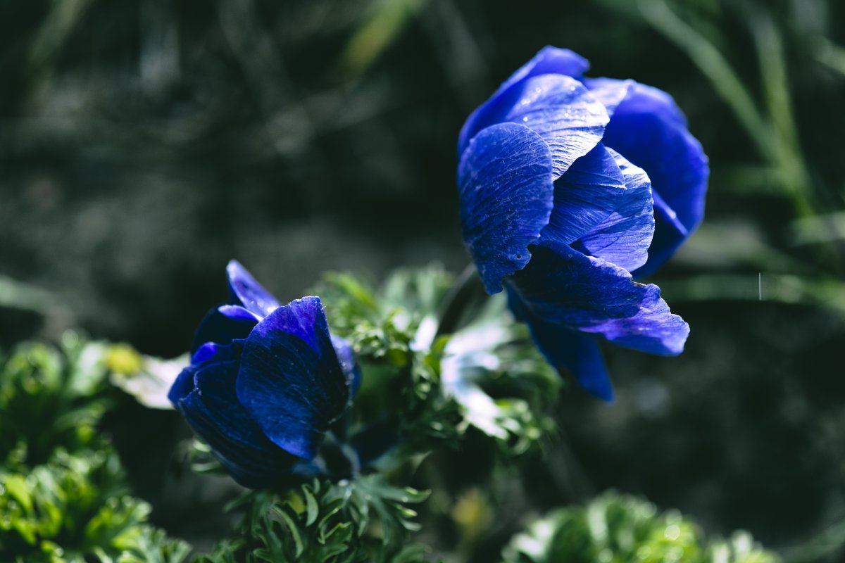 Anemones цветы синие