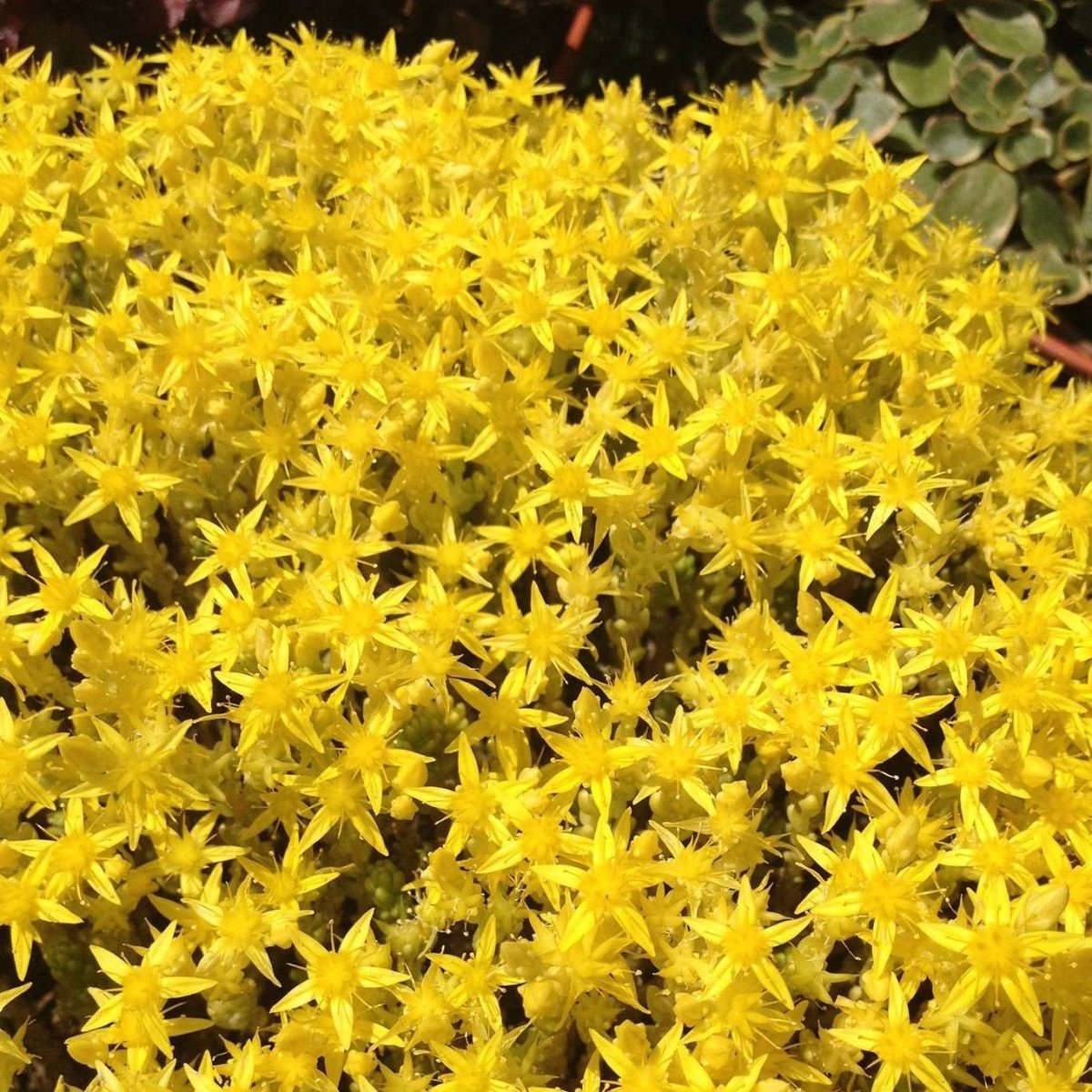 Очиток Yellow Queen