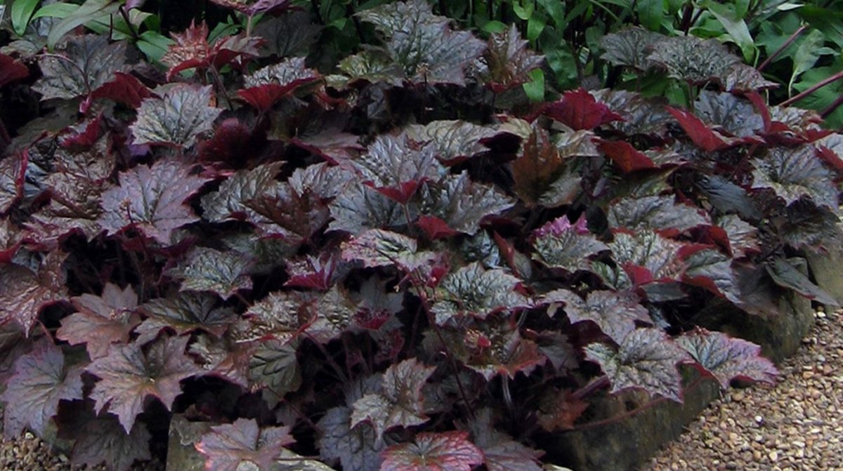 Гейхера micrantha ‘Palace Purple’