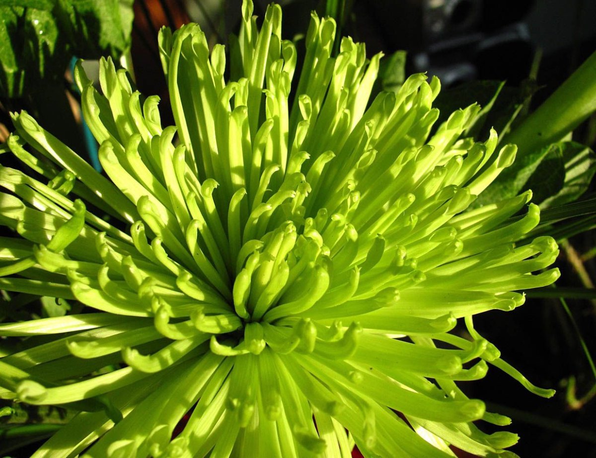 Хризантема Jade Green