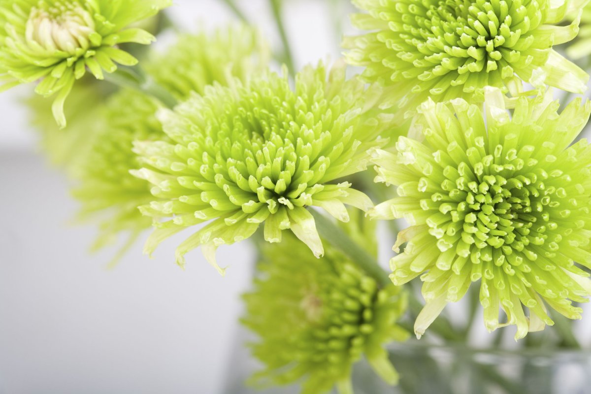 Green Flowers Called "zdravet"