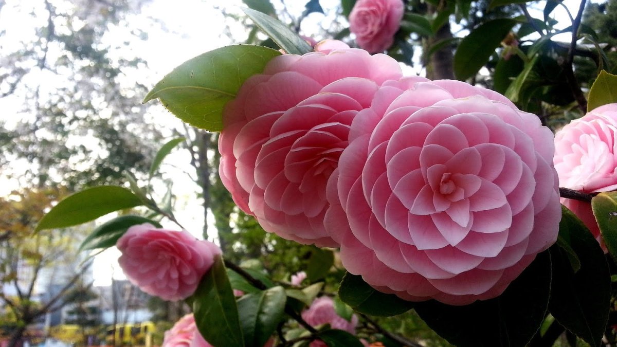 Camellia japonica Principessa Baciocchi