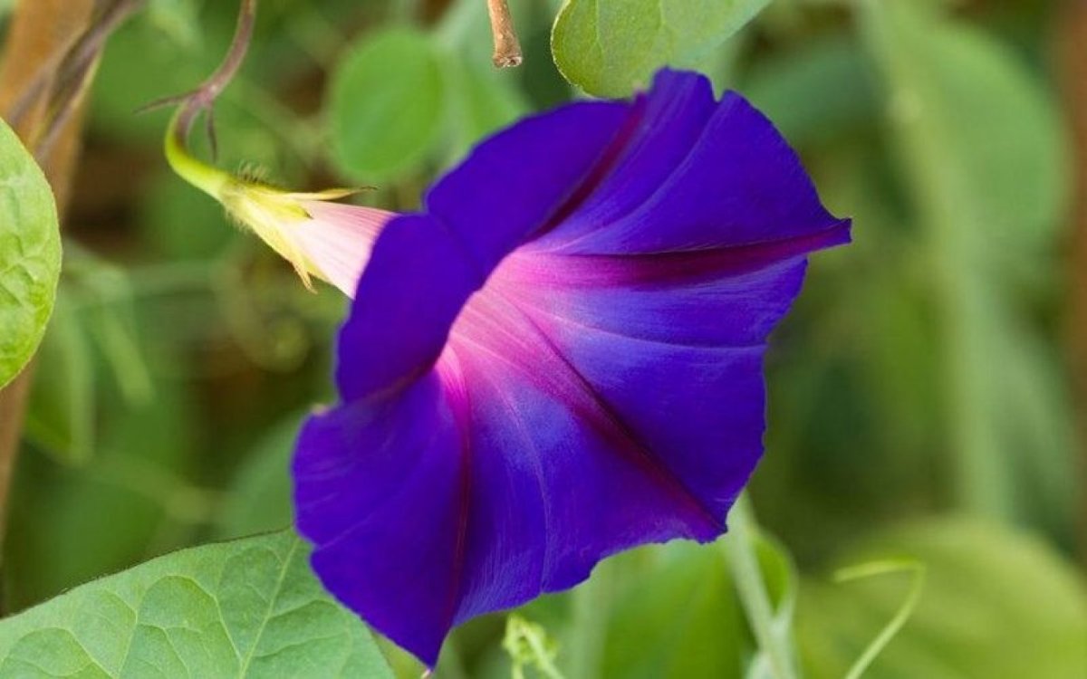 Convolvulus pluricaulis