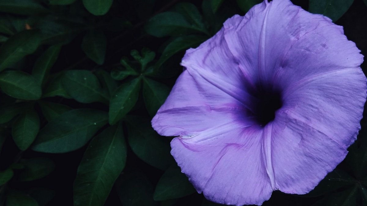 Ipomoea violacea
