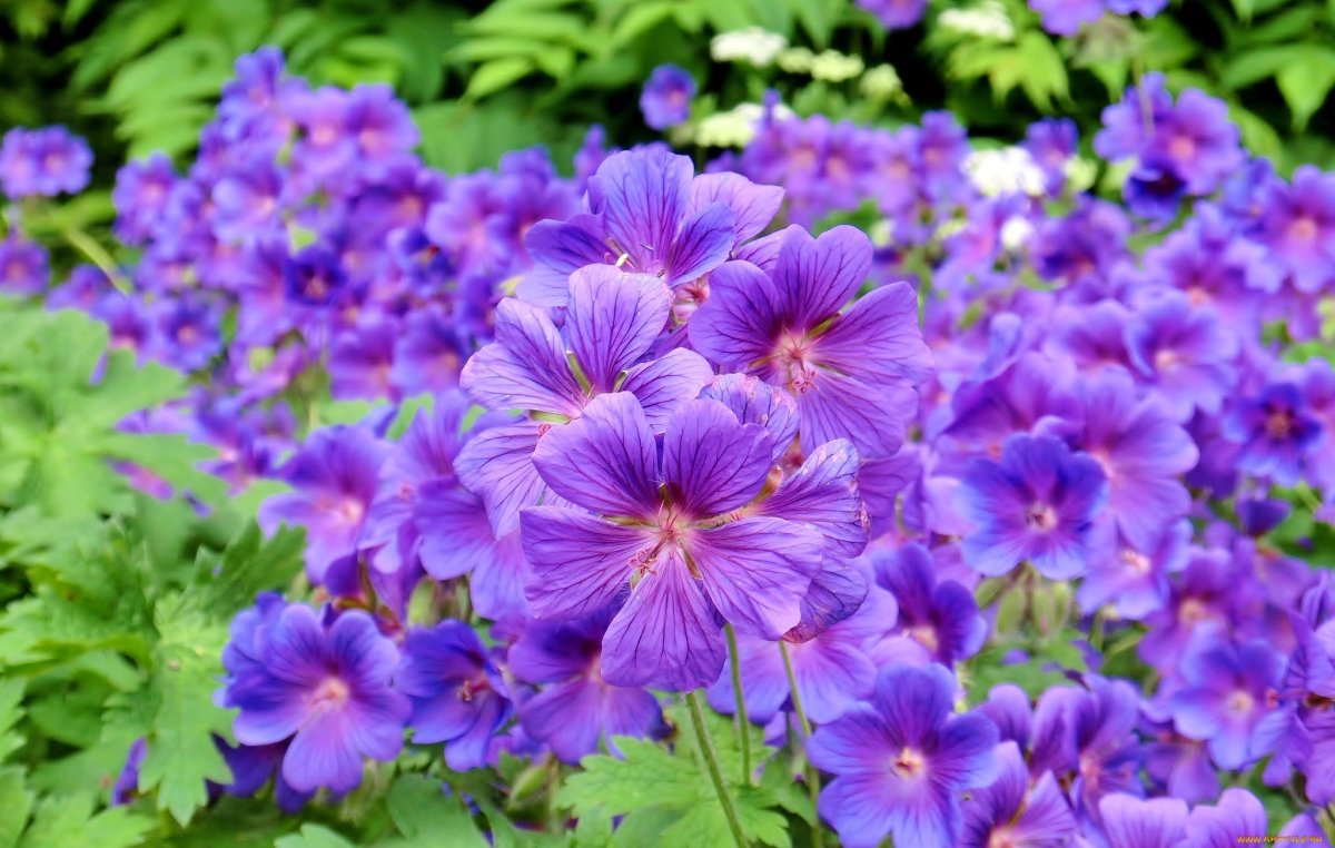 Пеларгония с фиолетовыми цветами