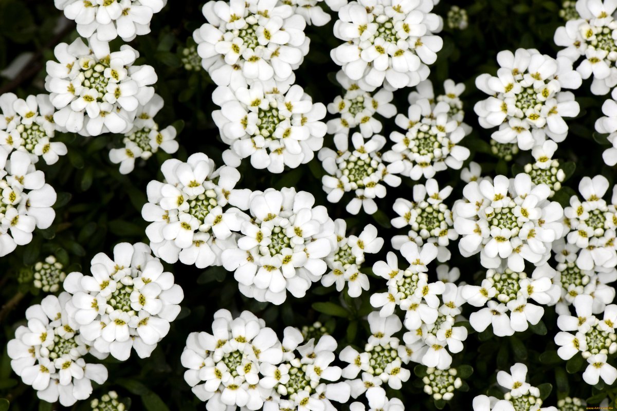 Многолетнее растение с белыми цветами