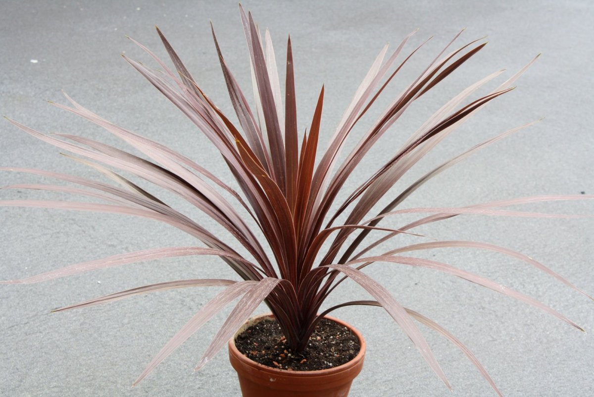 Кордилина Cordyline Tango