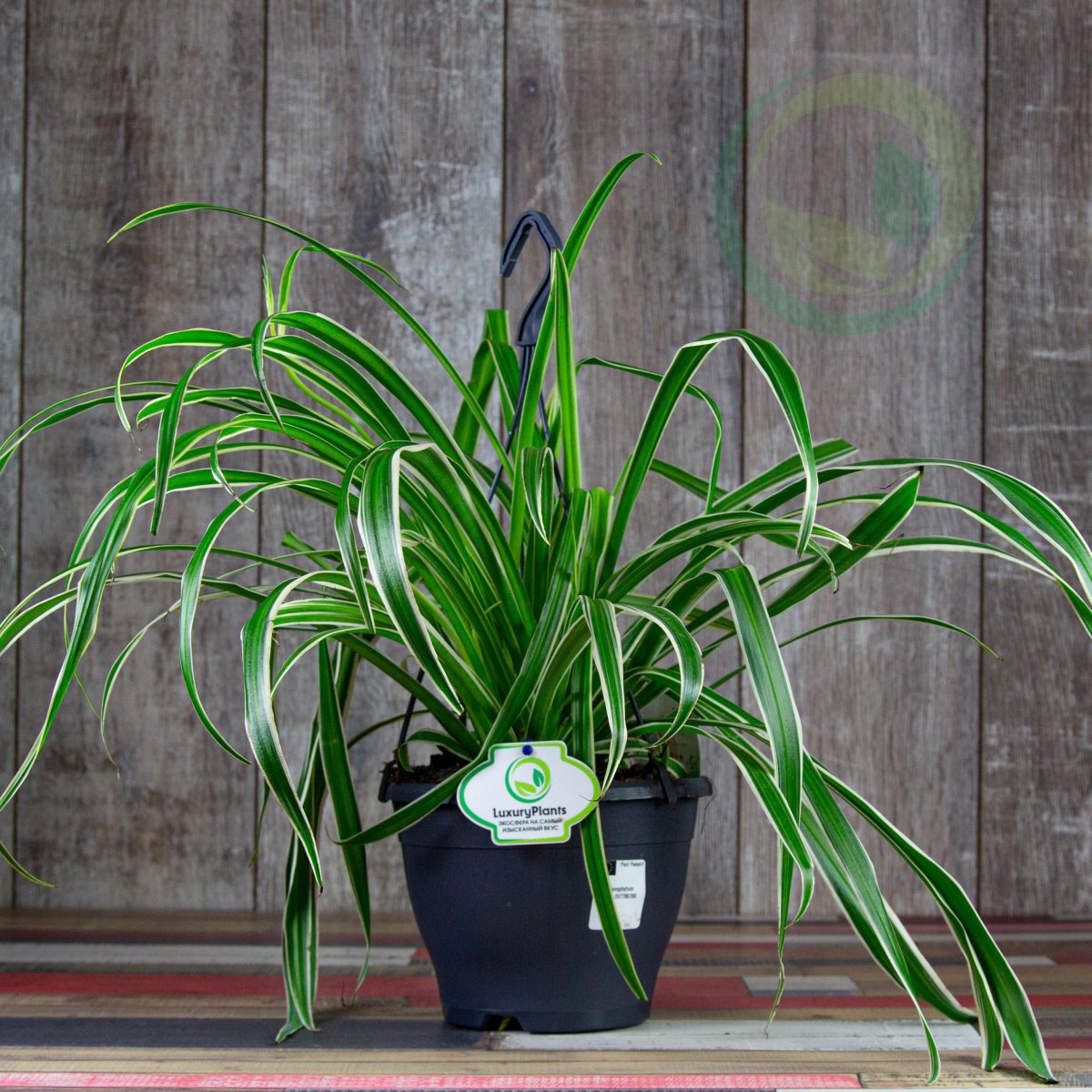 Хлорофитум хохлатый Chlorophytum comosum