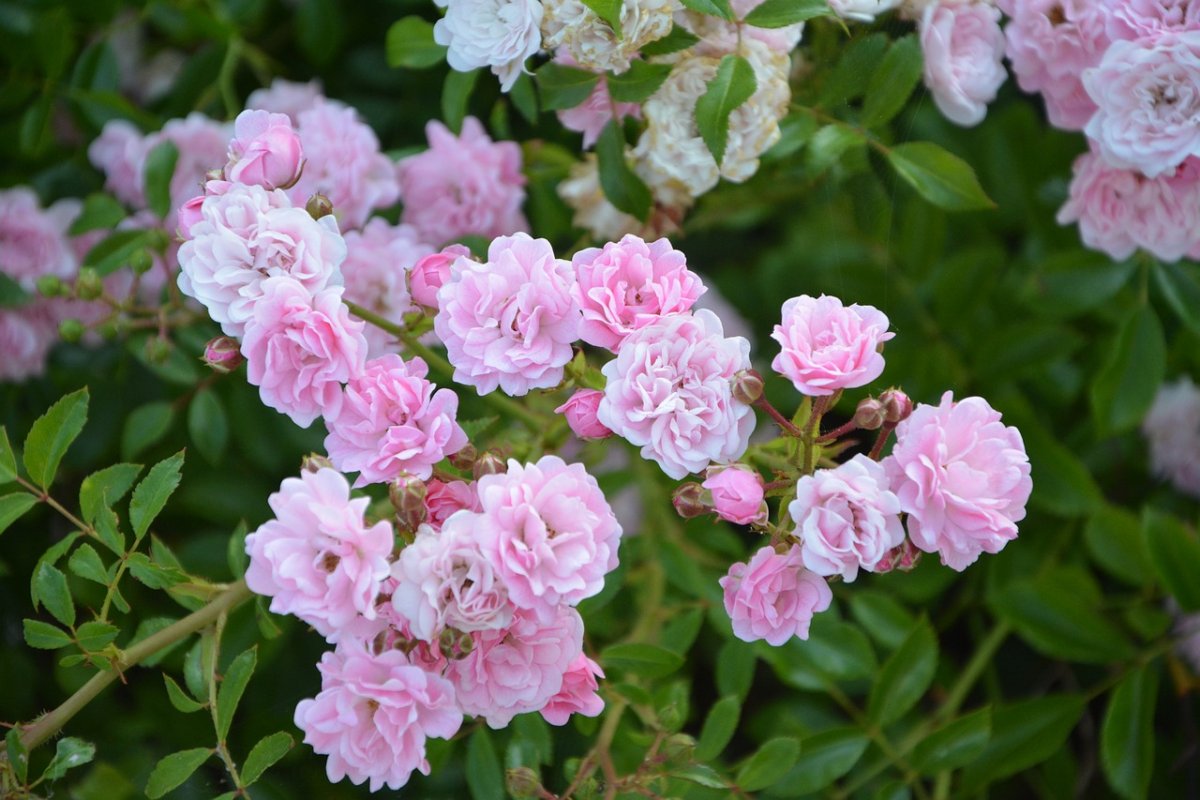 Rosa Xenia куст