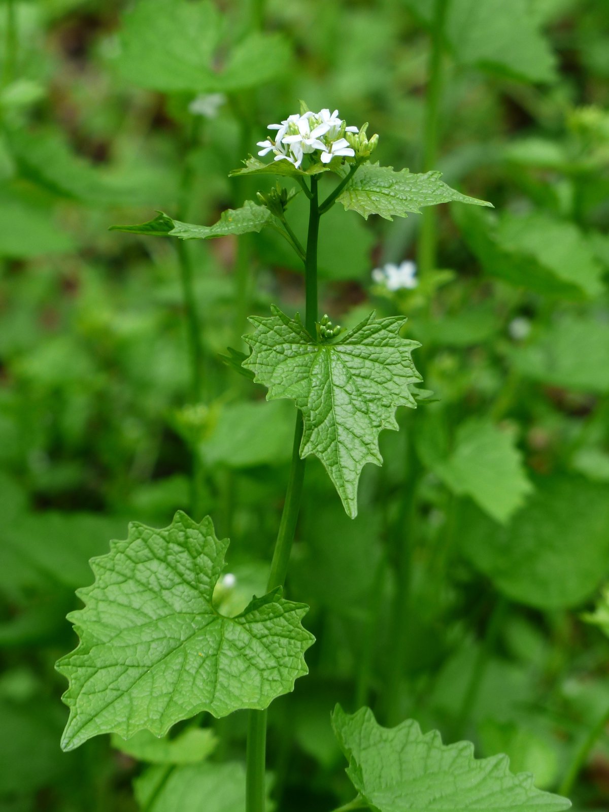 Alliaria brachycarpa