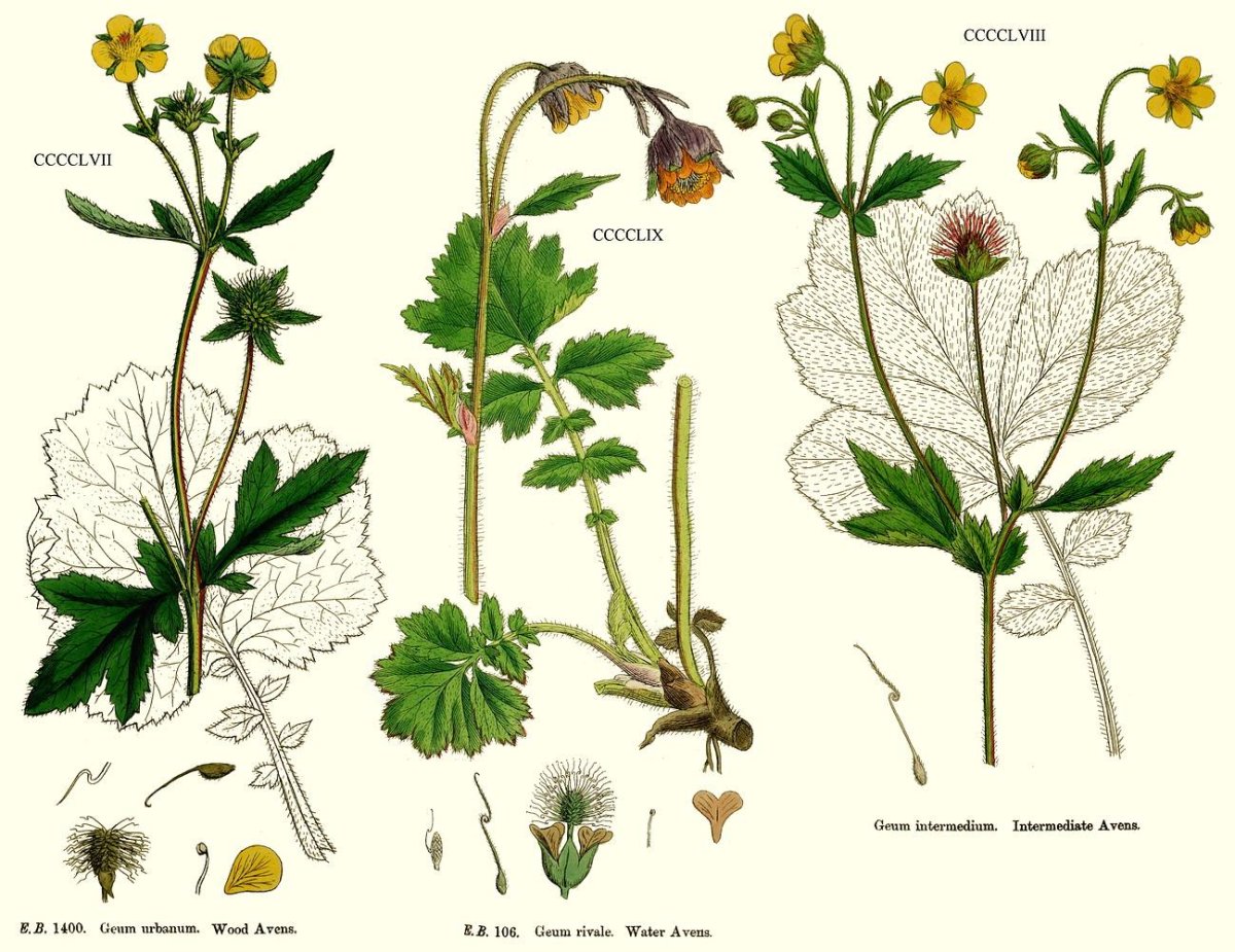 Гравилат городской (Geum urbanum)