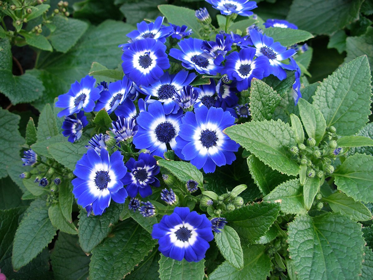 Однолетние синие цветы