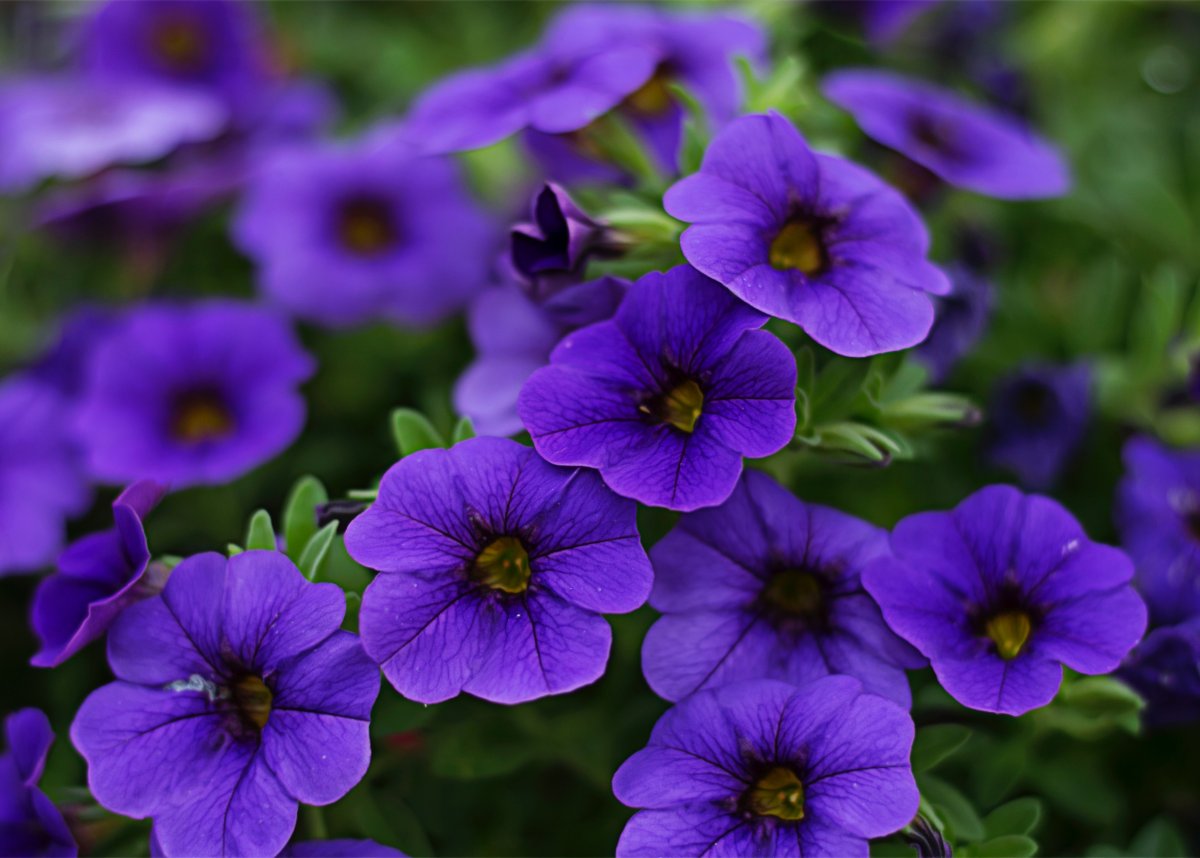 Петуния Sweetunia Purple Touch