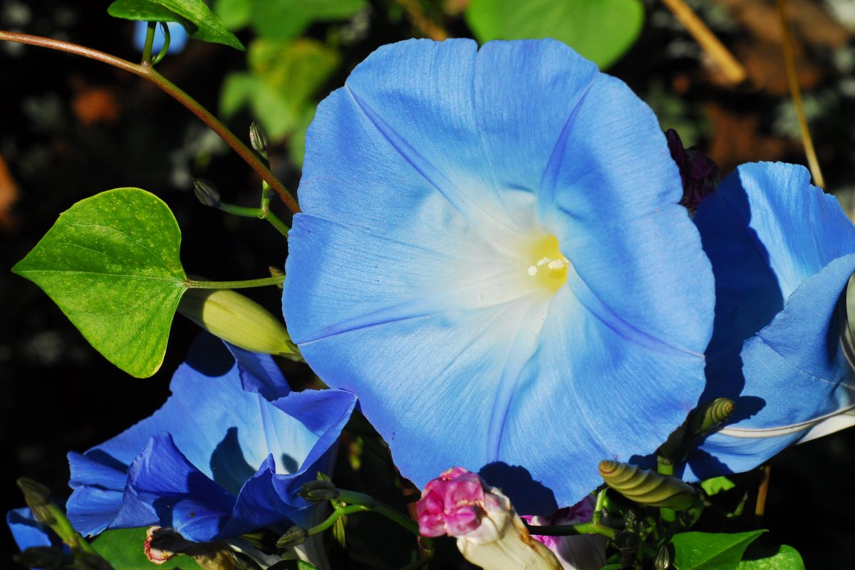 Ипомея morning Glory