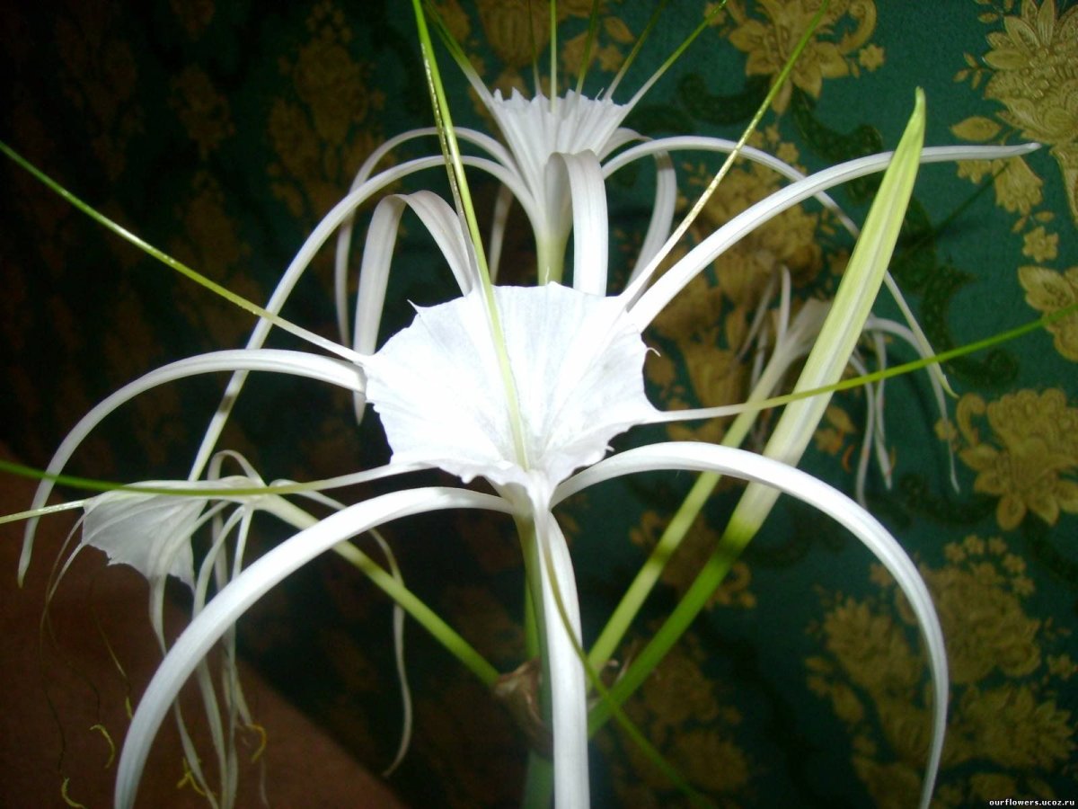 Луковичный цветок с белыми цветами