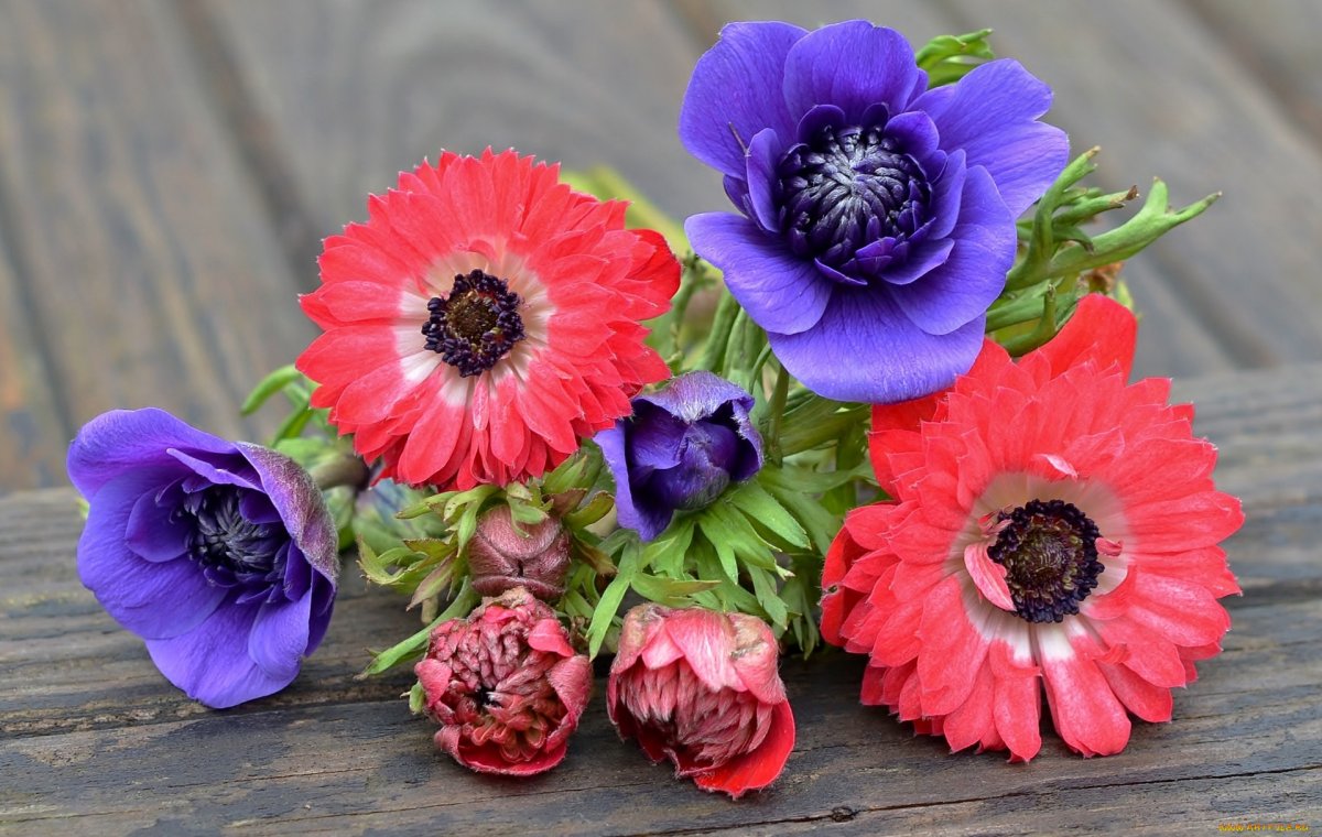 Anemone цветок