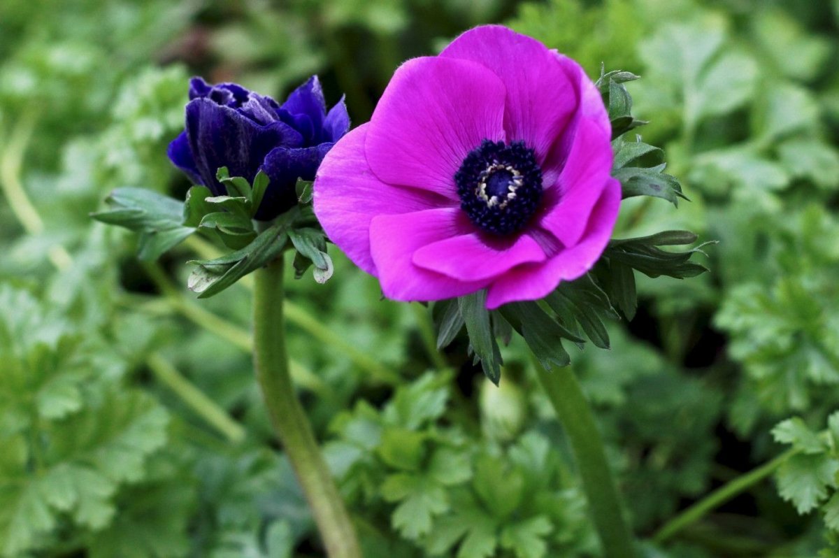 Анемона цилиндрическая Anemone cylindrica