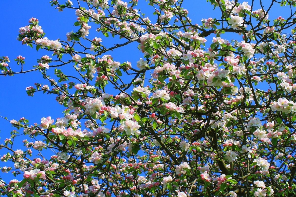 Aeridachnis Bogor ‘Apple Blossoms’ Top Cut