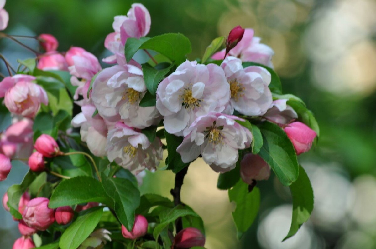 Malus purpurea lemoinei