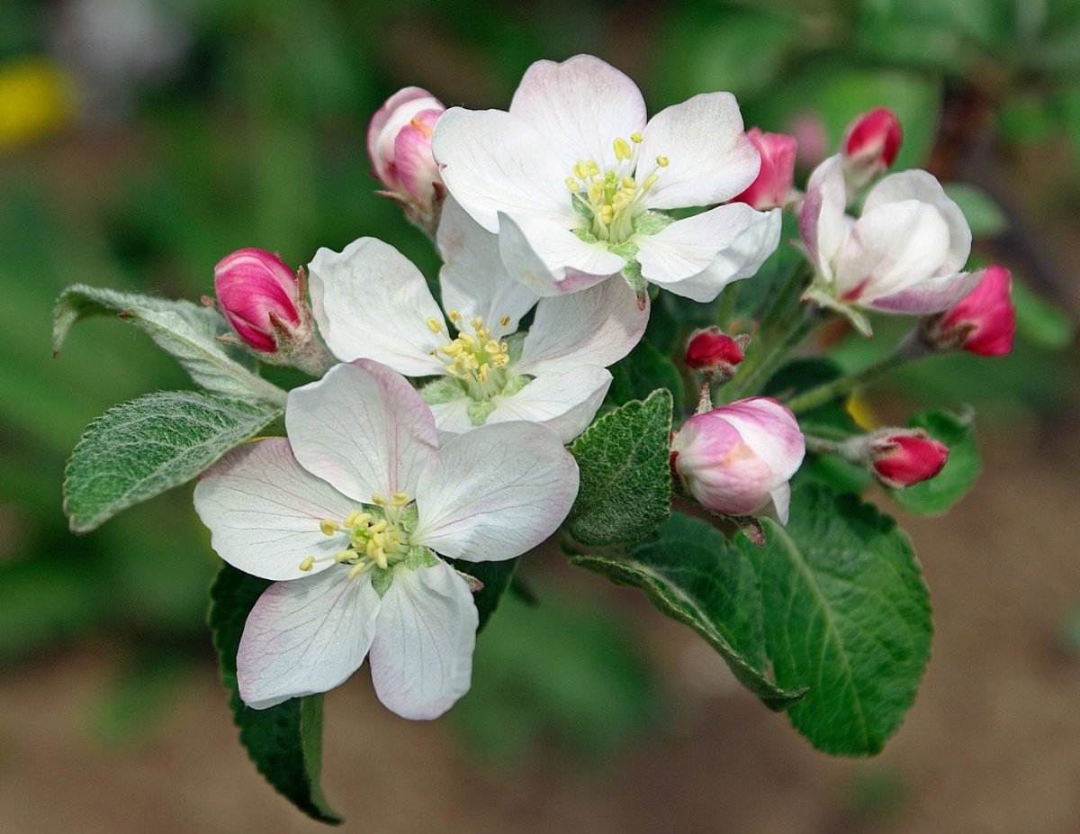 Яблоневый цвет Malus