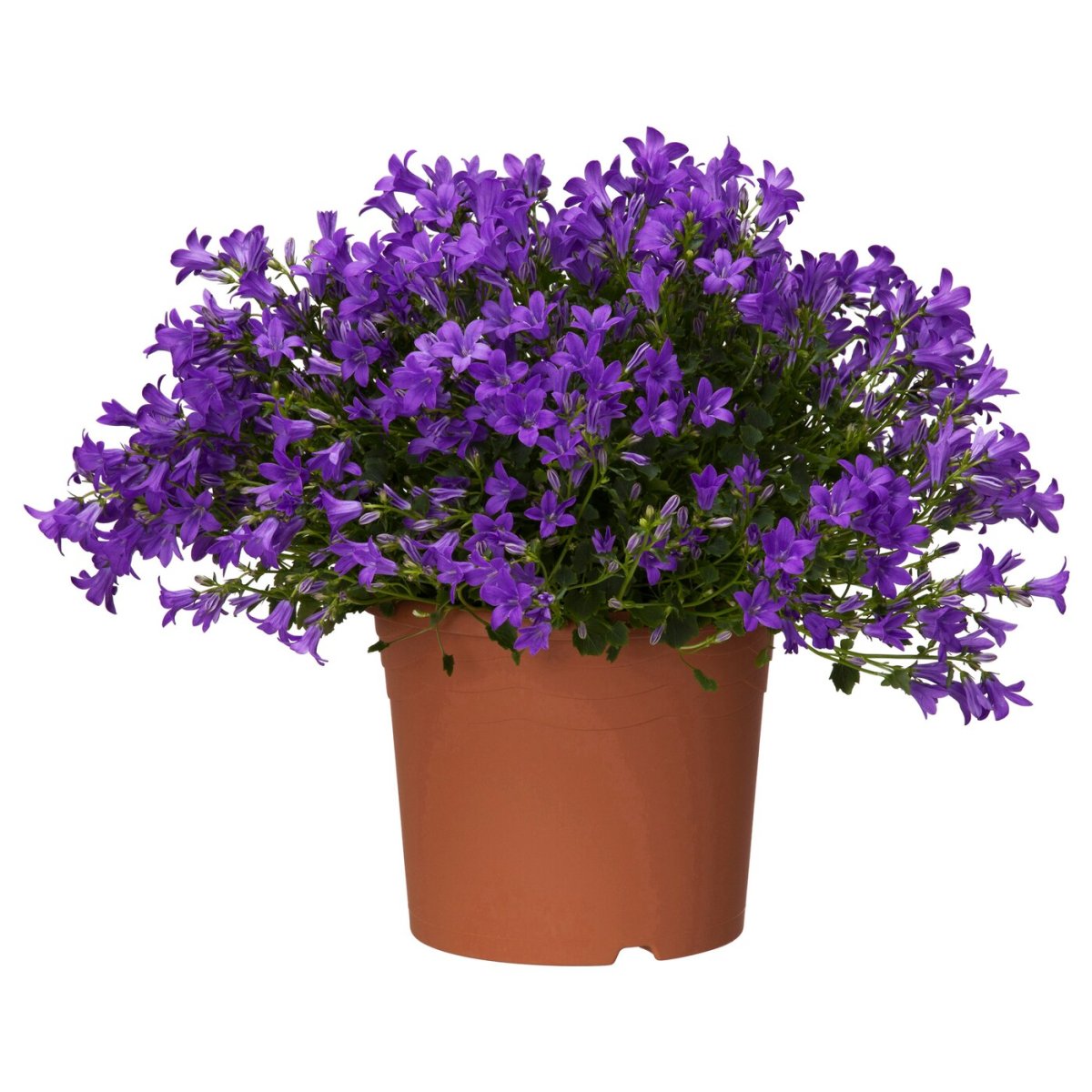 Колокольчик Портеншлага (Campanula portenschlagiana Blue)