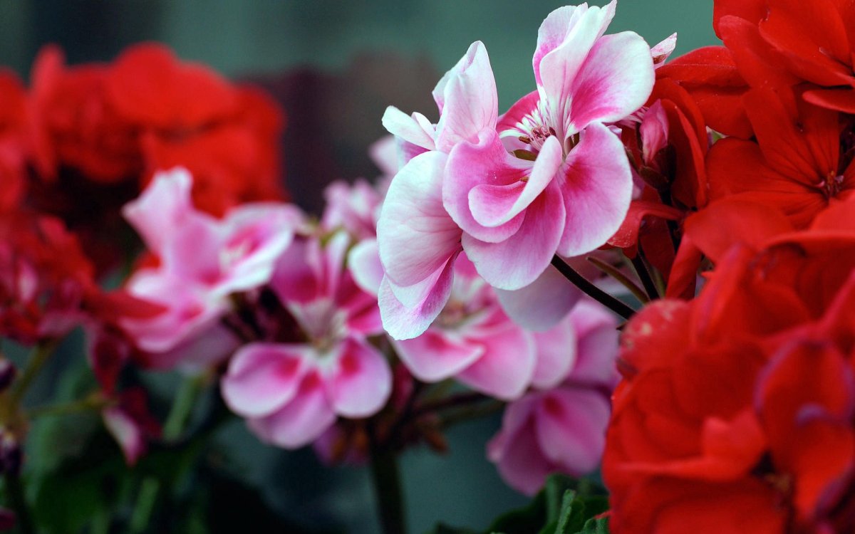 Petals пеларгония