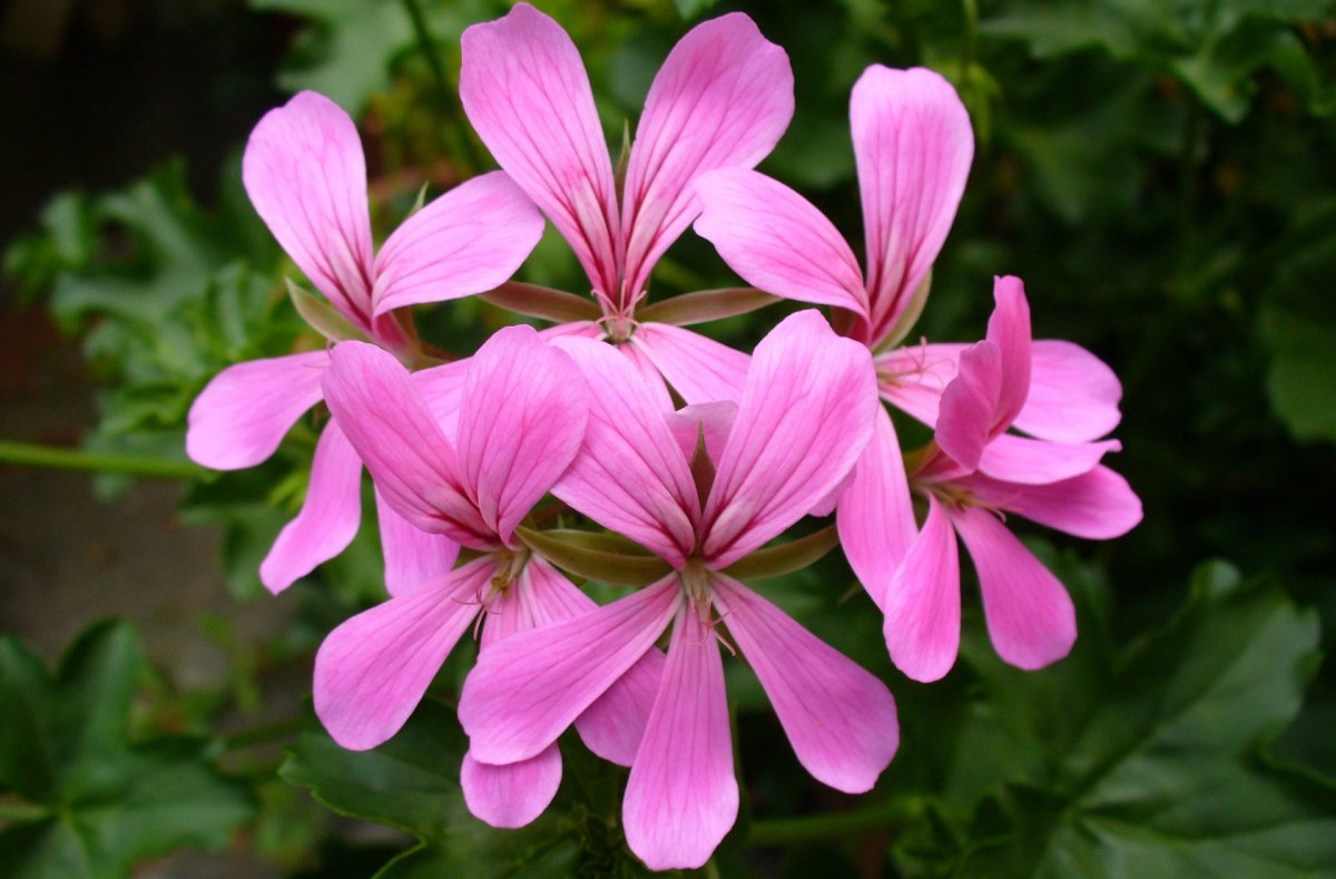 Пеларгония Radens Pink