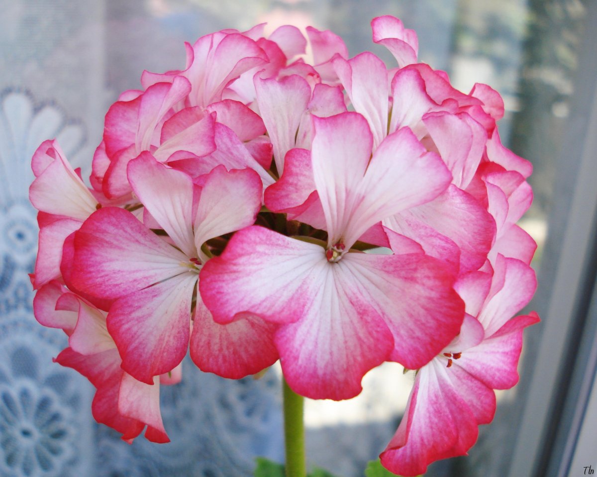Pink Geranium пеларгония
