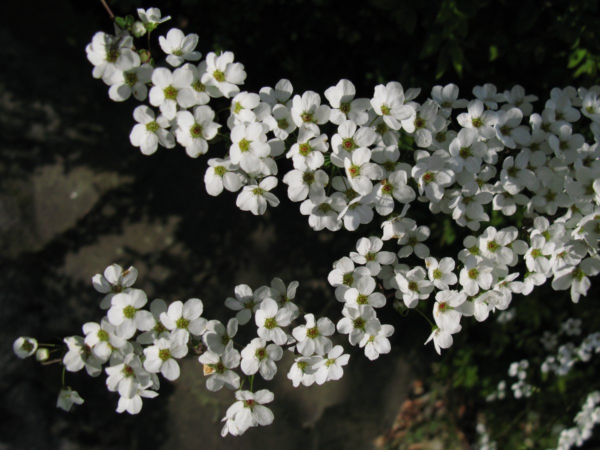 Thunberg's Meadowsweet