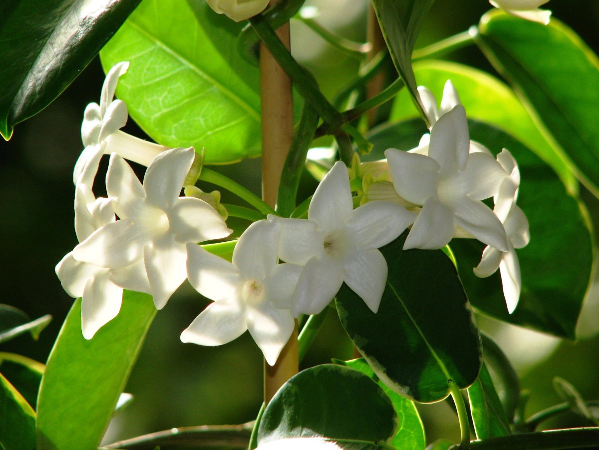 Вьющийся комнатный цветок с белыми цветами