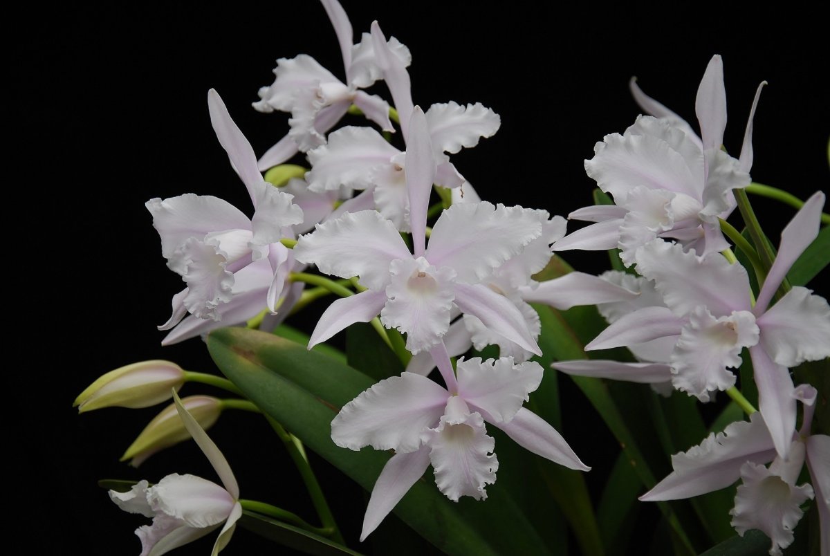 Laelia lobata concolor