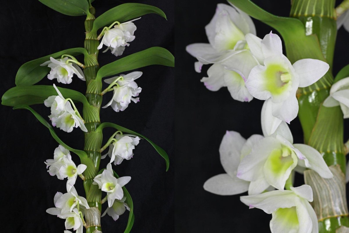 Орхидея Дендробиум (Dendrobium)