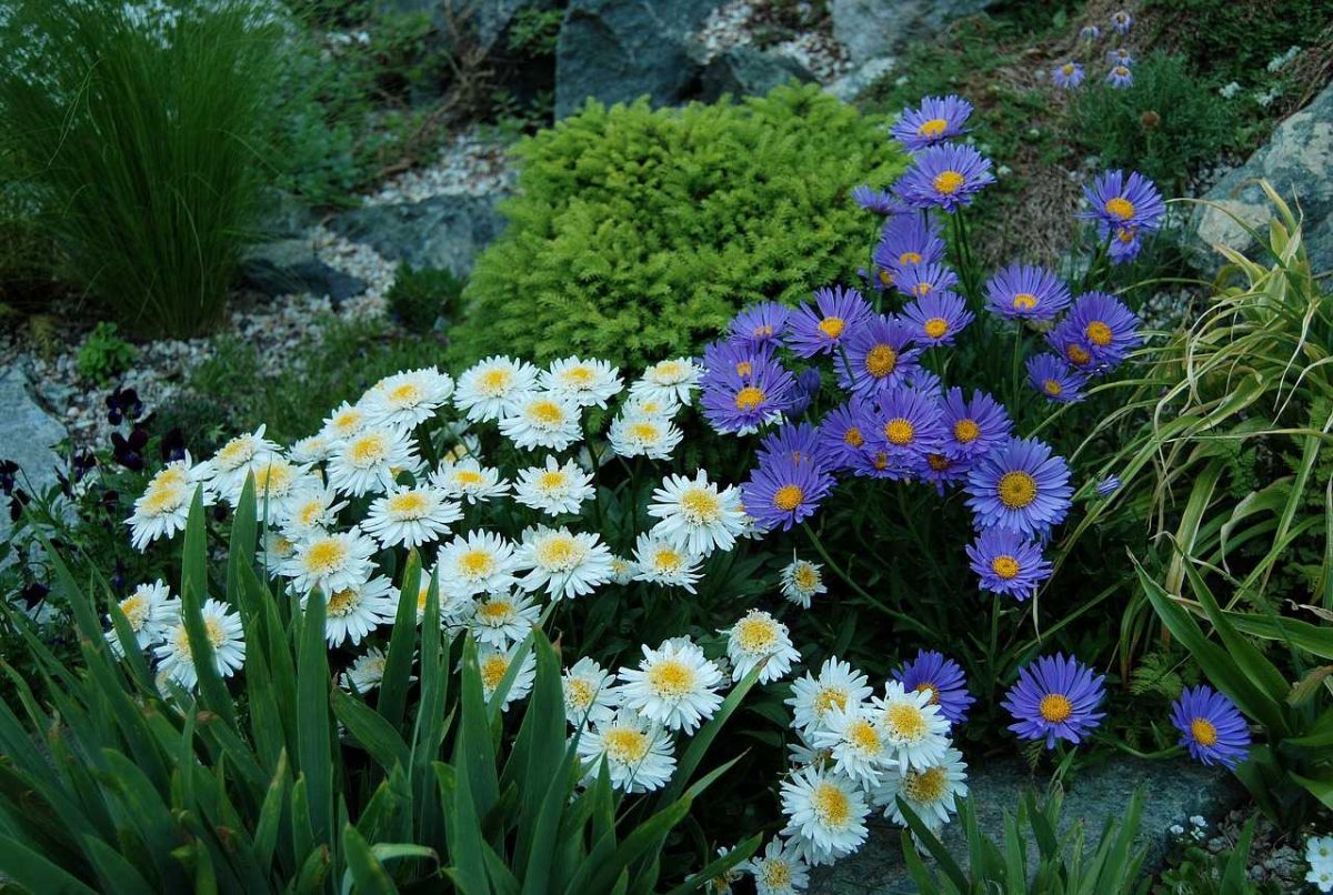 Астра Альпийская (Aster Alpinus)