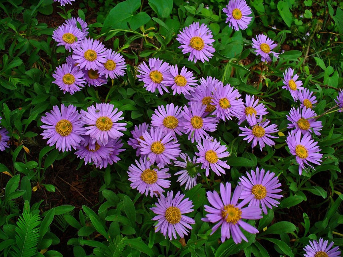 Астра Альпийская (Aster Alpinus)