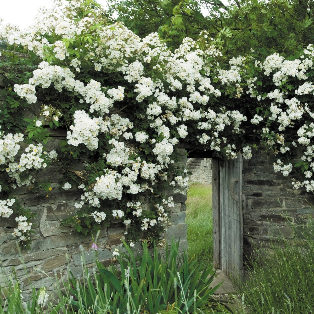 Плетистые розы Rambling Rector
