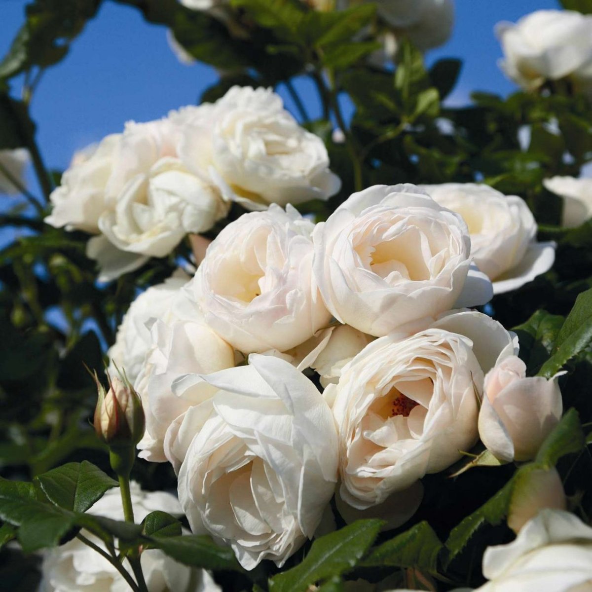 Uetersener Klosterrose роза