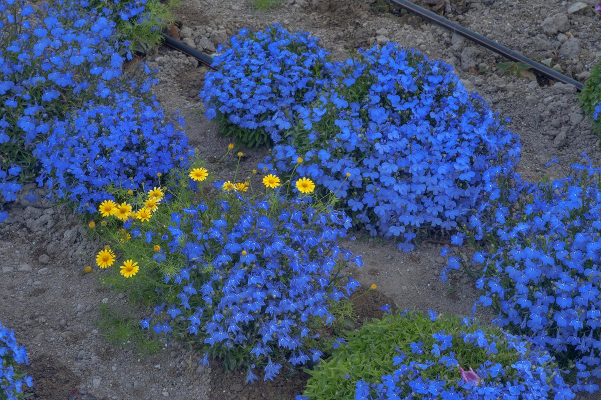 Синие низкорослые цветы