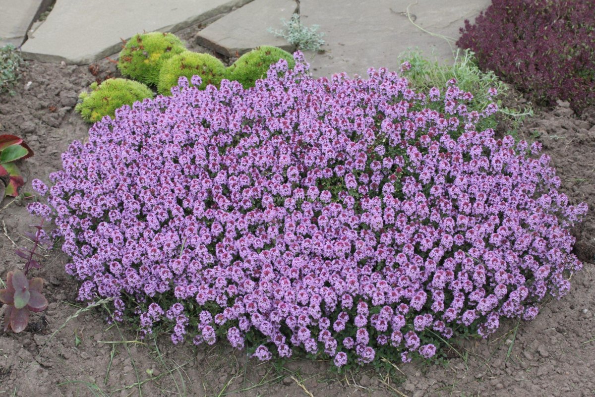 Тимьян ползучий 'Purple Carpet'