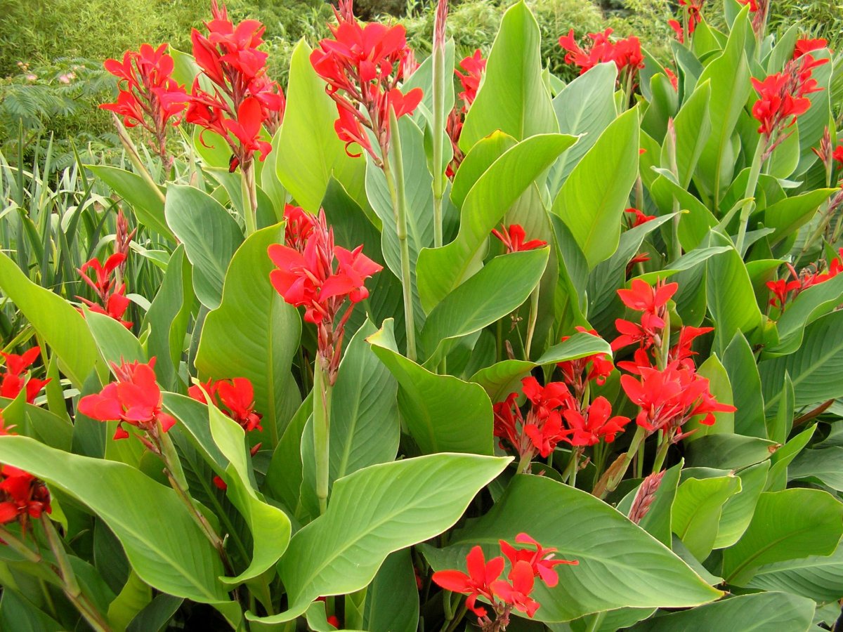 Высокий многолетний цветок с красными цветами