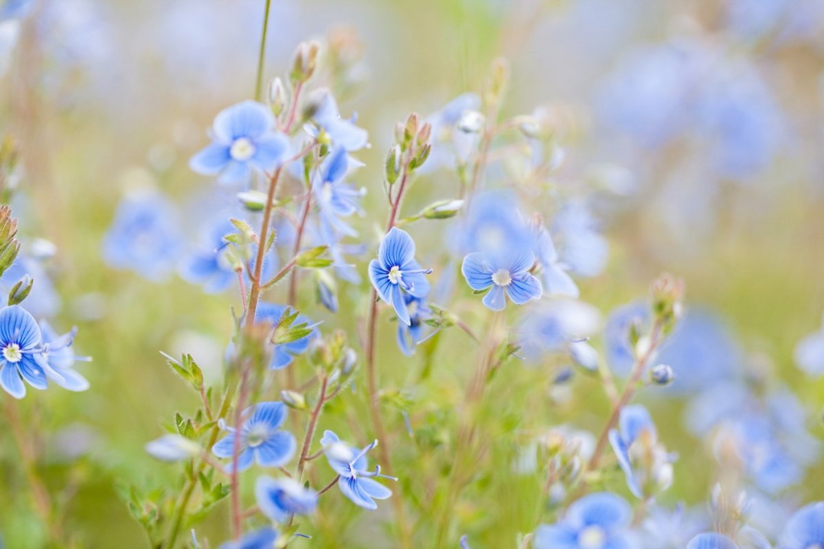 Летние цветы голубого цвета