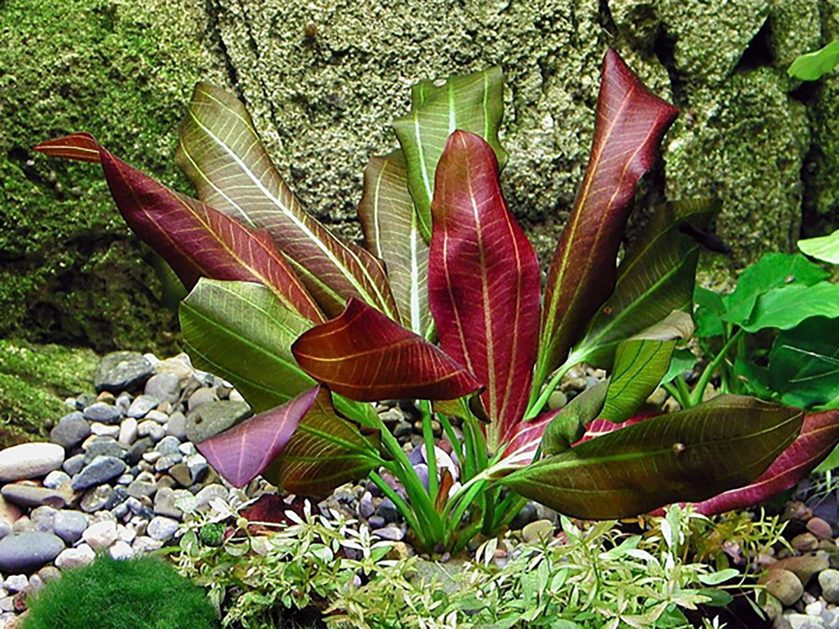 Эхинодорус Озирис Echinodorus Osiris
